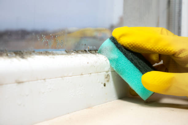 Best Mold Damage Repair  in Roslyn Heights, NY