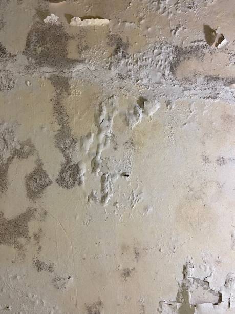 Best Mold Removal Specialists  in Roslyn Heights, NY