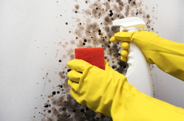Best Mold Cleaning Services  in Roslyn Heights, NY
