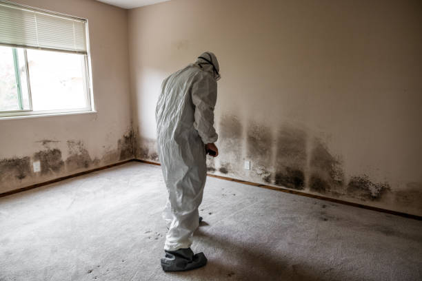 Certified Mold Removal in Roslyn Heights, NY
