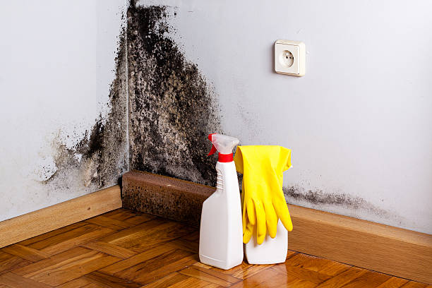 Mold Removal and Inspection in Roslyn Heights, NY