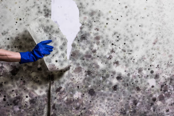 Crawl Space Mold Removal in Roslyn Heights, NY